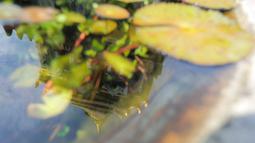 Pertama kali memasuki komleks Wat Chiang Man, suasana terasa tenang dan tak banyak suara. Hal itu cukup kontras dengan suasana di Wat Chedi Luang, yang tampak lebih ramai. (Bola.com/Bagaskara Lazuardi)