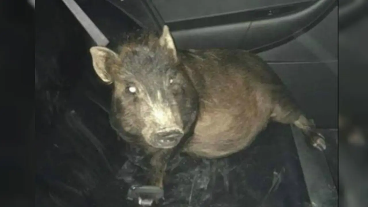 Babi yang mengikuti seorang pejalan kaki di Ohio (North Ridgeville Police Department via Facebook)
