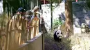 Xing Ya, ayah dari anak panda raksasa Fan Xing, terlihat di Kebun Binatang Ouwehands, Rhenen, Belanda, Jumat (14/8/2020). Anak panda raksasa yang lahir pada 1 Mei di Kebun Binatang Ouwehands Belanda itu dinamai Fan Xing. (Xinhua/Sylvia Lederer)