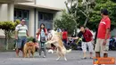 Citizen6, Yogyakarta: Kontes ketangkasan anjing ini dilaksanakan di halaman depan Rumah Sakit Hewan Prof. Soeparwi, UGM Yogyakarta. (Pengirim: Duta) 