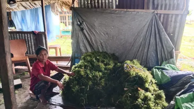 Densiana Kaja, petani rumput laut di Nusa Tenggara Timur.