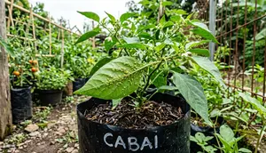 Cara Menghilangkan Kutu Daun Cabe agar Tanaman Kembali Sehat dan Subur