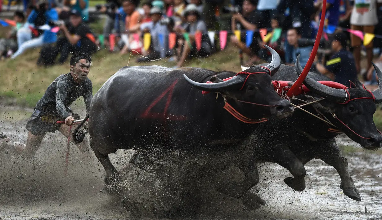 Seorang petani berusaha mengendalikan kerbaunya saat bersaing pada festival lomba balap kerbau di Chonburi, Minggu (16/7). Festival tahunan di Thailand ini merupakan tradisi untuk menyambut datangnya musim panen padi. (LILLIAN SUWANRUMPHA / AFP)