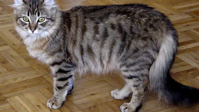American Curl