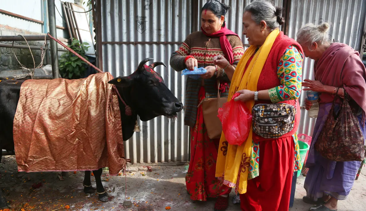 Umat Hindu Nepal melakukan ritual pemujaan kepada seekor sapi selama festival Tihar di Kathmandu, 28 Oktober 2019. Sapi dianggap suci oleh umat Hindu dan disembah selama festival Tihar, salah satu festival paling penting yang dipersembahkan untuk Dewi kekayaan Laxmi. (AP/Niranjan Shrestha)