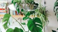 Ilustrasi gambar pot. (dok Brina Blum/unsplash.com