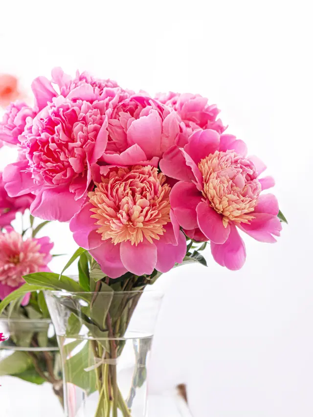 Ilustrasi Bunga Anyelir