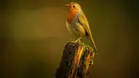 Ilustrasi Burung (Unsplash/Doncoombez)