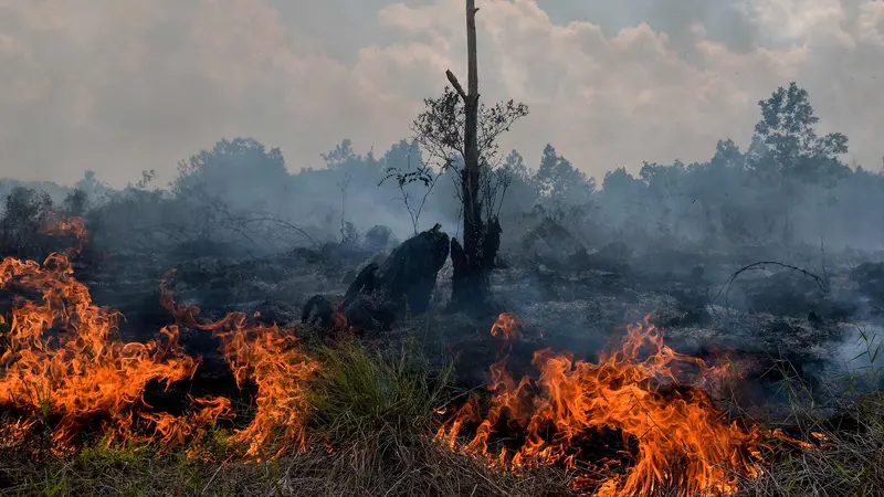 Kebakaran Landa Lahan Gambut di Riau