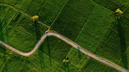 Foto udara pemandangan sawah saat matahari terbit di Samahani, Provinsi Aceh, Jumat, 24 Juli 2026. (AFP/ Chaideer Mahyuddin)