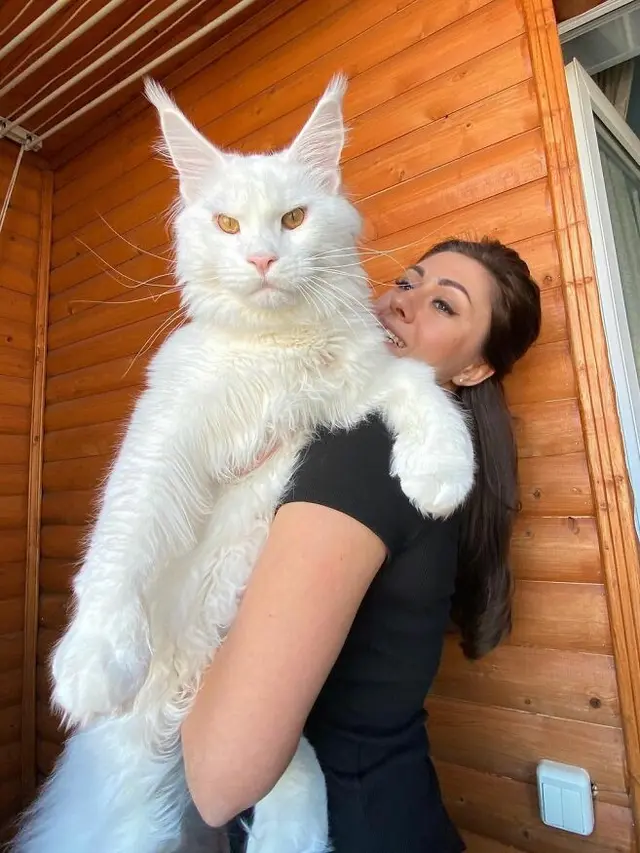Sering Dikira Anjing, Ini 6 Potret 'Kefir' Kucing Ukuran Besar di Rusia