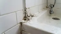 Penyebab Silikon Kamar Mandi Berjamur dan Cara Mencegahnya