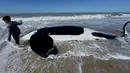 Seorang anak berdiri dekat paus pembunuh yang mati setelah ditemukan terdampar di pantai Mar Chiquita, Argentina, Senin (16/9/2019). Sementara enam paus lainnya berhasil dievakuasi ke laut dalam oleh regu penyelamatan dan sukarelawan. (AP/Marina Devo)