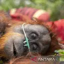 Ketika Api Menghanguskan Rumah Satwa Liar Kalimantan