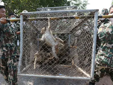 Petugas satwa membawa seekor monyet ekor panjang dalam kandang di sebuah desa, Bangkok, Thailand, (21/9/2015). Pemerintah Thailand merelokasi kera ekor panjang untuk mengurangi konflik dengan masyarakat setempat. (REUTERS/Chaiwat Subprasom)