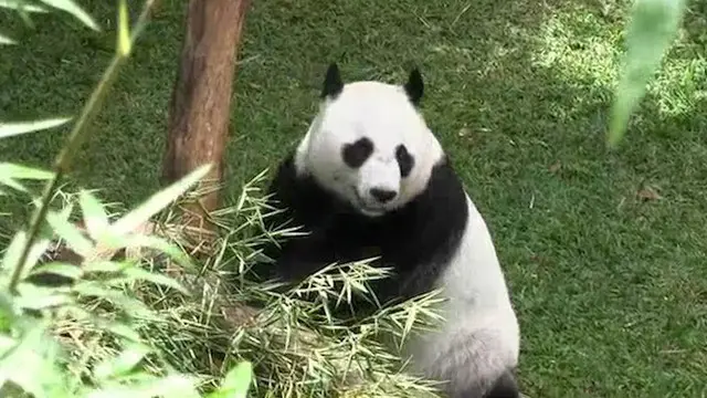 VIDEO: Giant Panda Ditengok Wakil PM China di Taman Safari