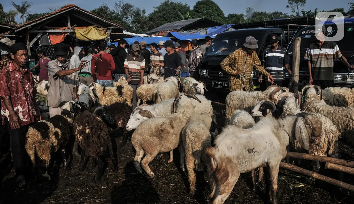 Pedagang menggiring domba yang akan dijual di Pasar Hewan Jonggol, Kabupaten Bogor, Jawa Barat, Kamis (7/7/2022). Menurut pengelola penjualan hewan kurban di Pasar Hewan Jonggol mengalami penurunan dibandingkan tahun sebelumnya akibat dampak dari wabah virus penyakit mulut dan kuku (PMK). (merdeka.com/Iqbal S Nugroho)