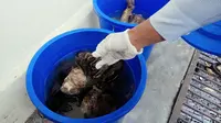 Sadis, Ramai-Ramai Mencincang Beruang Madu lalu Dimasak Rendang