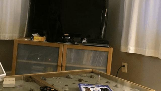 Temukan kucing bersembunyi di dalam foto ini.