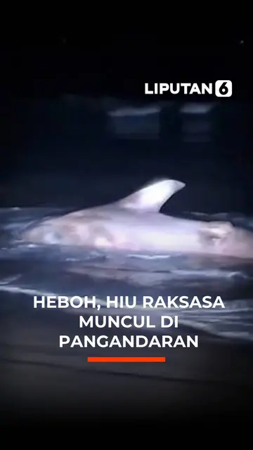 Heboh, Hiu Besar Muncul di Pangandaran