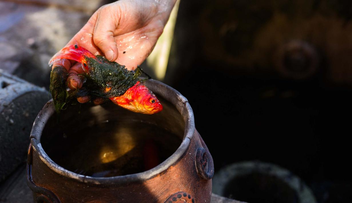 Robin Wallace menyelamatkan ikan ke dalam mangkuk dari kolam di rumah keluarganya di West Highland Drive yang hancur akibat kebakaran hutan dan gunung pada 8 November 2024 di Camarillo, California. (Patrick T. Fallon/AFP)