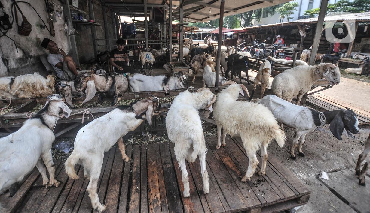 Pedagang hewan kurban menunggu pembeli di Pasar Kambing, Tanah Abang, Jakarta, Selasa (6/7/2021). PPKM Darurat juga menyebabkan pengiriman hewan kurban dari luar kota terhambat sehingga stok kambing dan sapi terbatas. (merdeka.com/Iqbal S. Nugroho)