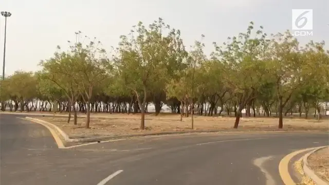 VIDEO: Pohon Sukarno Hanya Ada di Arab Saudi