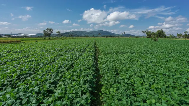 Kebun Edamame di Jember, Jawa Timur. (Foto: PT Austindo Nusantara Jaya Tbk/ANJT)