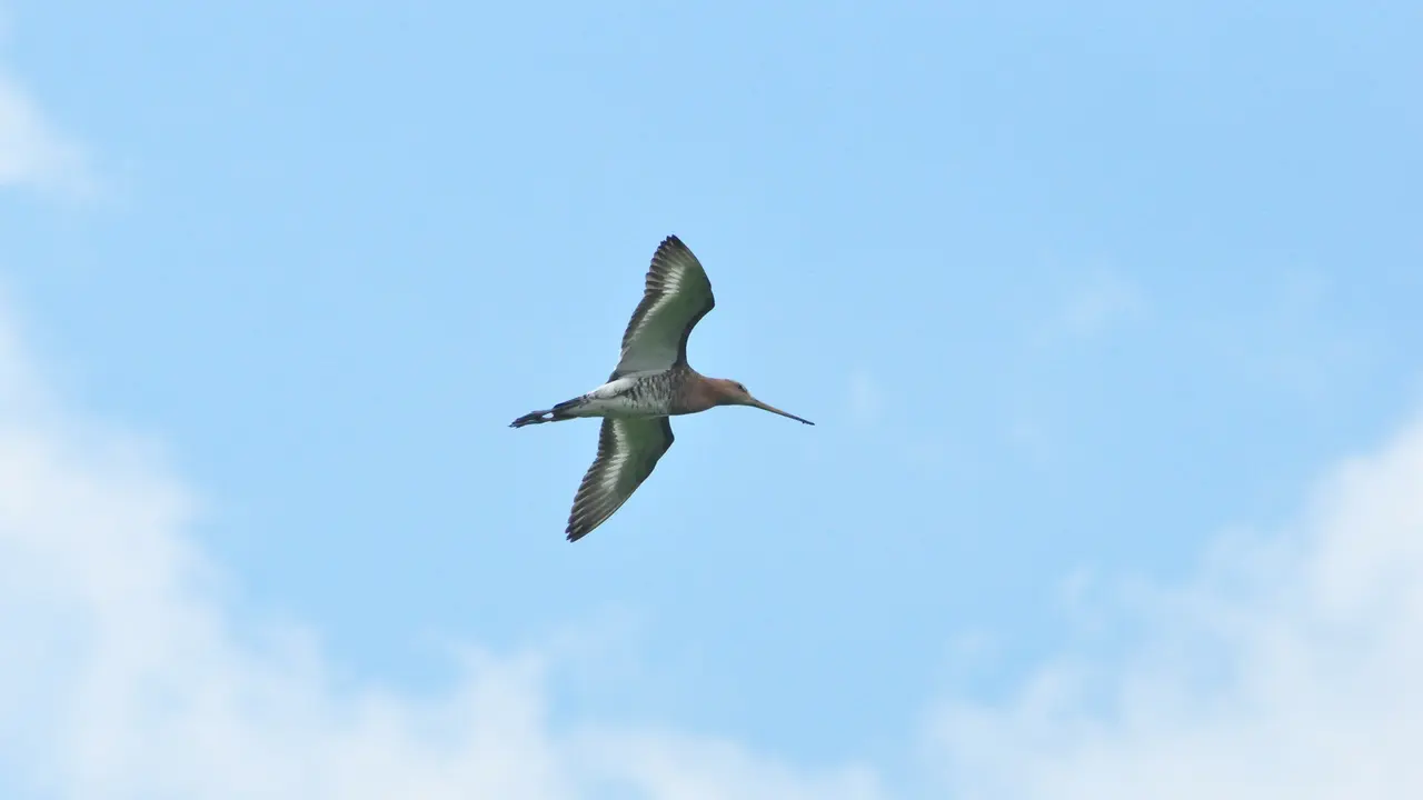Ilustrasi Burung Godwit Ekor Belang