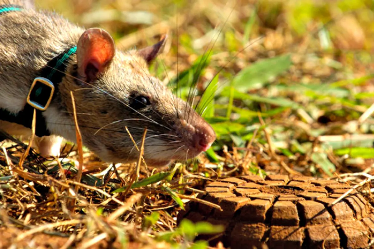 Musim Liburan, Petani Sulses Malah Sibuk dengan Tikus