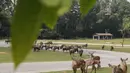 Kereta gantung tampak melintas di atas satwa di Taman Safari Chimelong, Guangzhou, Provinsi Guangdong, China, Kamis (30/4/2020). Taman Safari Chimelong kembali dibuka untuk pengunjung dengan menerapkan langkah-langkah ketat pencegahan pandemi COVID-19. (Xinhua/Lu Ye)
