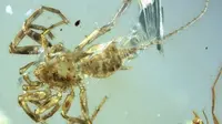 Ilmuwan dari Universitas Kansas berhasil menemukan fosil laba-laba berusia 100 juta tahun dengan ekor seperti kalajengking. (Doc: University of Kansas)