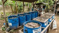 5 Hewan yang Bisa Diternak di Drum Bekas dengan Modal Minim
