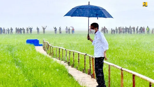 Presiden Jokowi bersama Menteri Pekerjaan Umum dan Perumahan Rakyat (PUPR) Basuki Hadimuljono meninjau kawasan food estate di NTT