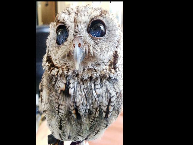 Perkenalkan Zeus Burung Hantu Buta Bermata Indah Global Liputan6 Com