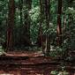 Ilustrasi hutan Indonesia (Dok.Unsplash/ Imat Bagja Gumilar)
