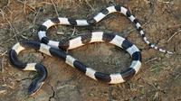 Ular Weling (Bungarus candidus). Foto: Wikimedia