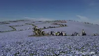 5,3 Juta Bunga Nemophila Mekar Gantikan Sakura di Jepang, Bukit pun Membiru