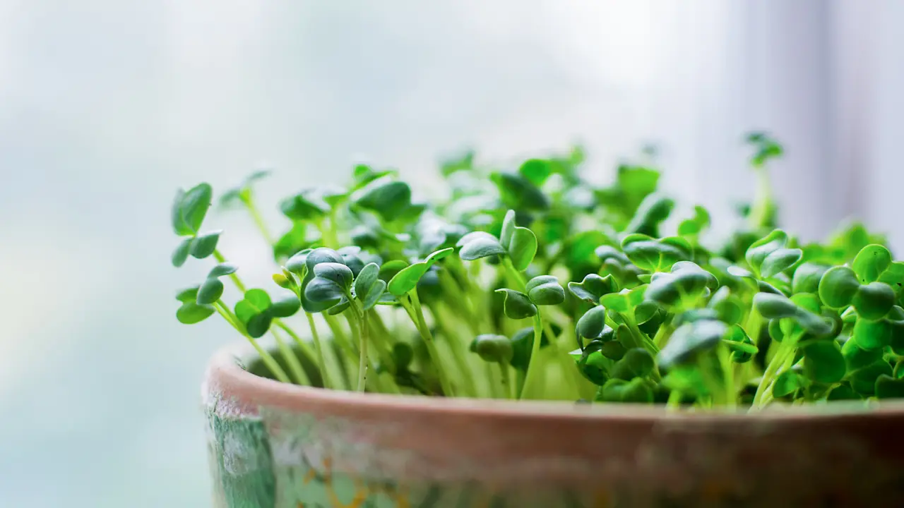 Sayuran Mini Microgreens (iStockphoto)
