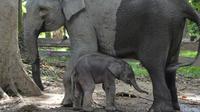 Bayi gajah Damar bersama induknya Ngatini di TWA Buluh Cina, Kecamatan Siakhulu, Kabupaten Kampar. (Liputan6.com/Dok BBKSDA Riau/M Syukur)