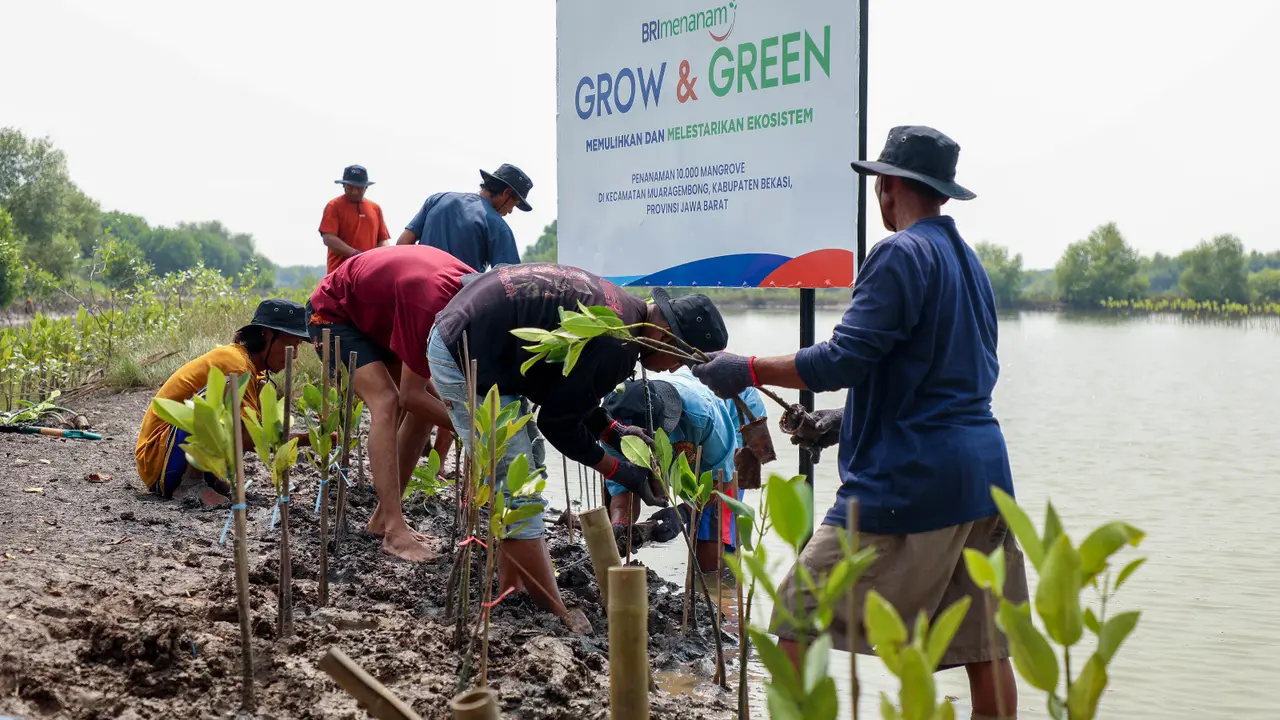 BRI Peduli Perkuat Aksi Lingkungan di Hari Mangrove Sedunia 2025 Lewat Program Penanaman di Muara Gembong