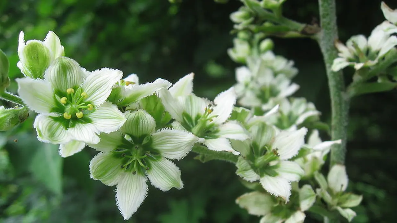 Veratrum (Wikipedia/Public Domain)