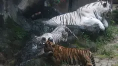 Anak harimau benggala yang baru lahir berumur 2,5 bulan bermain di samping induknya di kebun binatang Siantar, Siantar, Sumatera Utara pada 18 Januari 2024. (KARTIK BYMA/AFP)