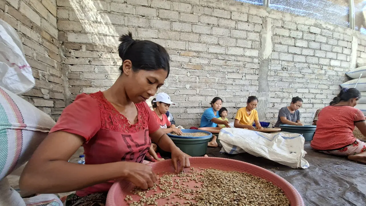 Dalam rangka memperingati Hari Kopi Sedunia pada 2 Oktober 2025, puluhan petani di Kintamani, Bangli, Bali, mendapat pembinaan berupa pelatihan untuk menjaga keberlangsungan pertanian kopi arabika.