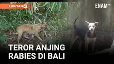 Sebanyak 12 warga Banjar Sulahan, Desa Sulahan, Kecamatan Susut, Kabupaten Bangli, Bali, menjadi korban gigitan anjing liar.