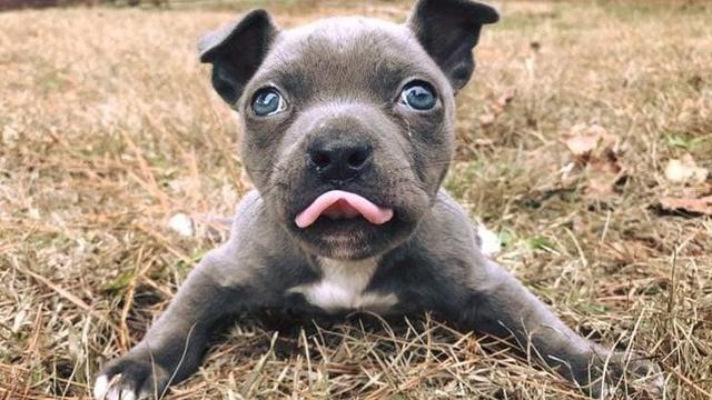 Hugo, anak anjing yang memiliki swimmer puppy syndrome