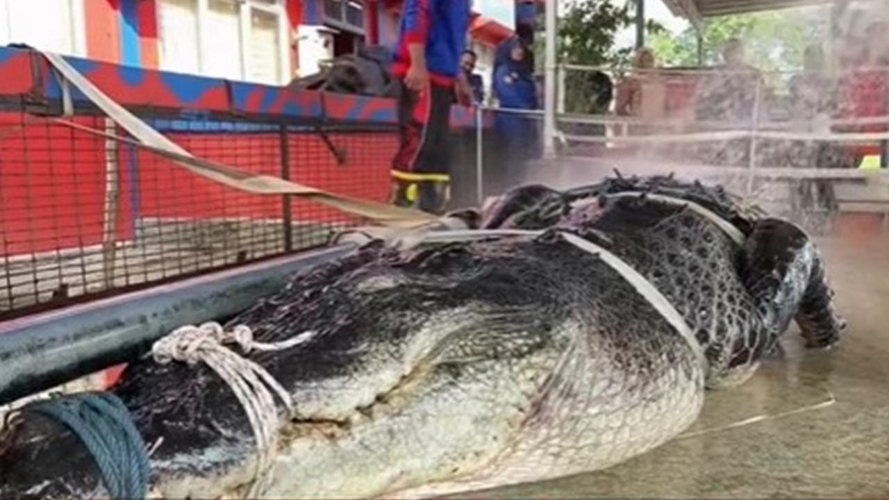 Viral Evakuasi Buaya Raksasa 5,7 Meter di Inhil Riau, Libatkan Puluhan Warga