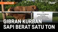 WAPRES SHALAT IED DI MASJID ZAYED DAN KURBAN SAPI LIMOSIN SATU TON