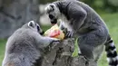 Dua ekor lemur menyantap buah beku di kebun binatang Bioparc di Valencia, Italia (23/7). Pemberian makanan beku ini dikarenakan suhu panas yang melanda Italia. (AFP PHOTO / Jose Jordan)