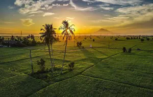 Mentari Pagi Menyinari Hamparan Sawah di Samahani Aceh Besar
